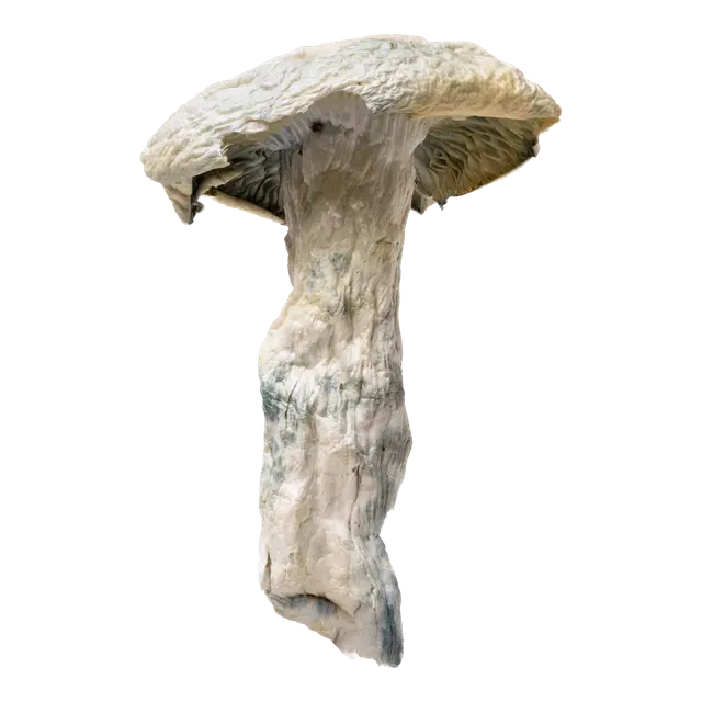 Nutcracker | Magic Mushrooms | 3.5